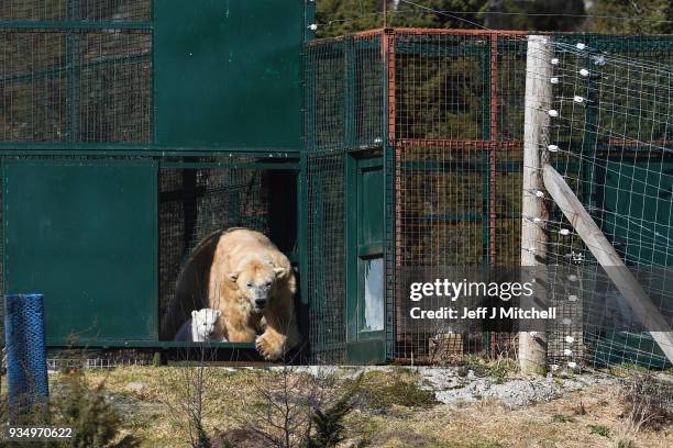 The Highland Wildlife Park female polar bear and her new cub walk around their enclosure on March 20, in Kingussie, Scotland. TThe Royal Zoological...