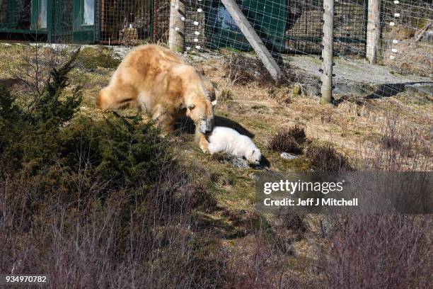 The Highland Wildlife Park female polar bear and her new cub walk around their enclosure on March 20, in Kingussie, Scotland. The Royal Zoological...