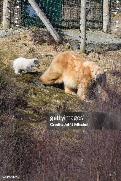 The Highland Wildlife Park female polar bear and her new cub walk around their enclosure on March 20, in Kingussie, Scotland.The Royal Zoological...
