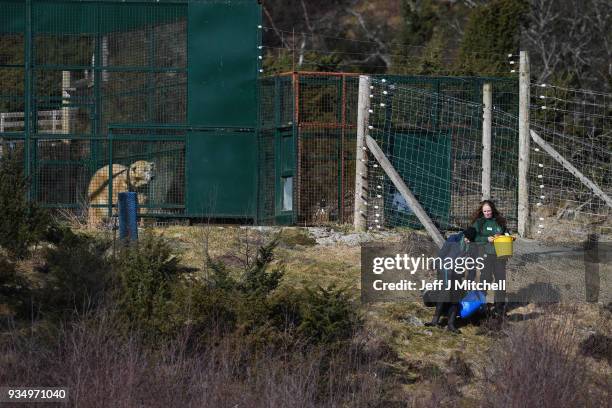 Keepers at The Highland Wildlife Park put out food for the female polar bear and her new cub sit in their enclosure on March 20, in Kingussie,...