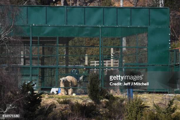 The Highland Wildlife Park female polar bear and her new cub intheir enclosure on March 20, in Kingussie, Scotland. The Royal Zoological Society of...