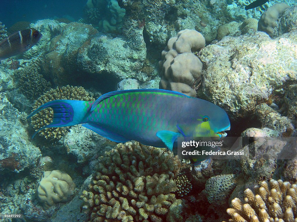 The Blue Parrotfish