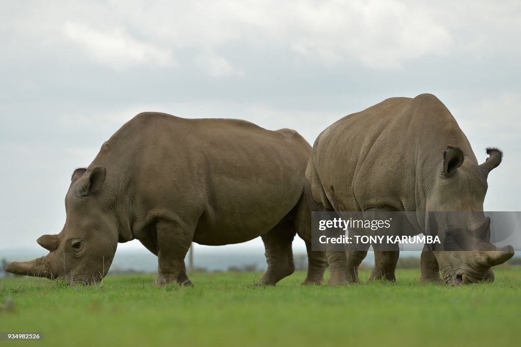TOPSHOT-DOUNIAMAG-KENYA-ENVIRONMENT-ANIMAL-RHINO
