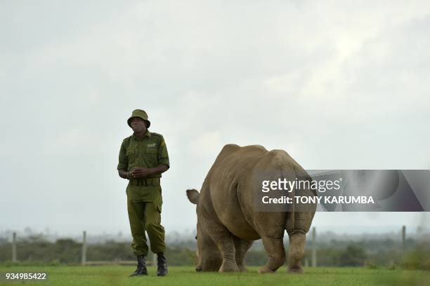James Mwenda, one of the dedicated rhino care givers at the ol-Pejeta conservancy, stands next to Najin, one of the only two remaining female...