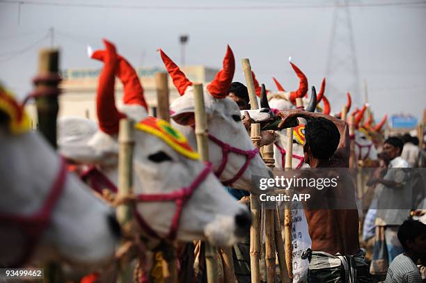 Bangladeshi man works at the Gabtoli cattle market in Dhaka on November 27, 2009 ahead of Eid-al Adha, the feast of the sacrifice. Islam's second...