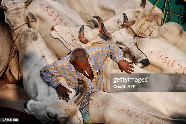 Livestock trader sits with his cattle on a truck at the Gabtoli cattle market in Dhaka on November 27, 2009 ahead of Eid-al Adha, the feast of the...