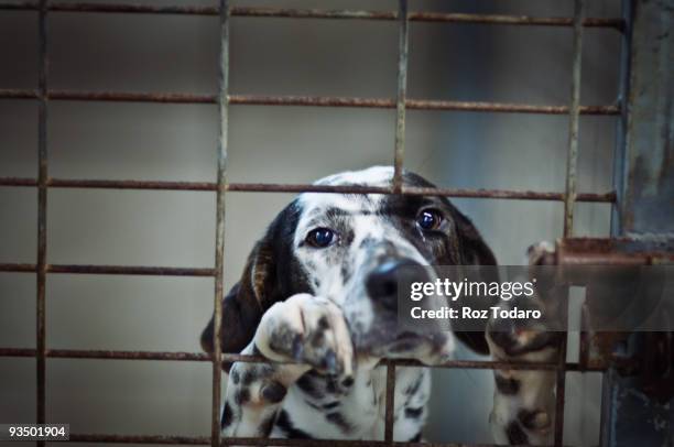 dog locked in cage - jaula fotografías e imágenes de stock
