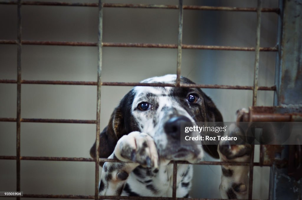 Dog Locked in Cage