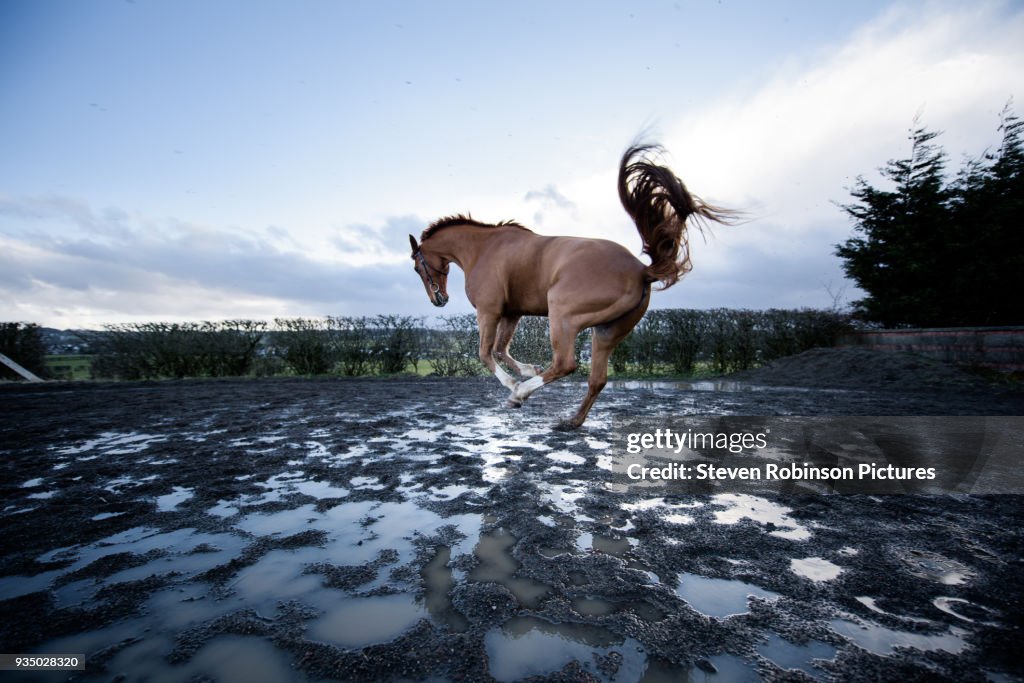Horse Galloping