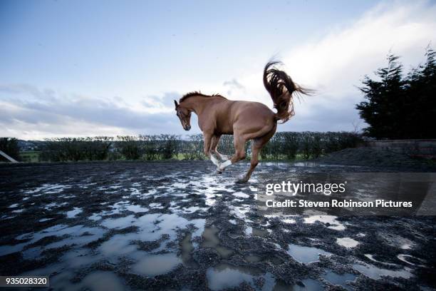 horse galloping - stallion stock pictures, royalty-free photos & images
