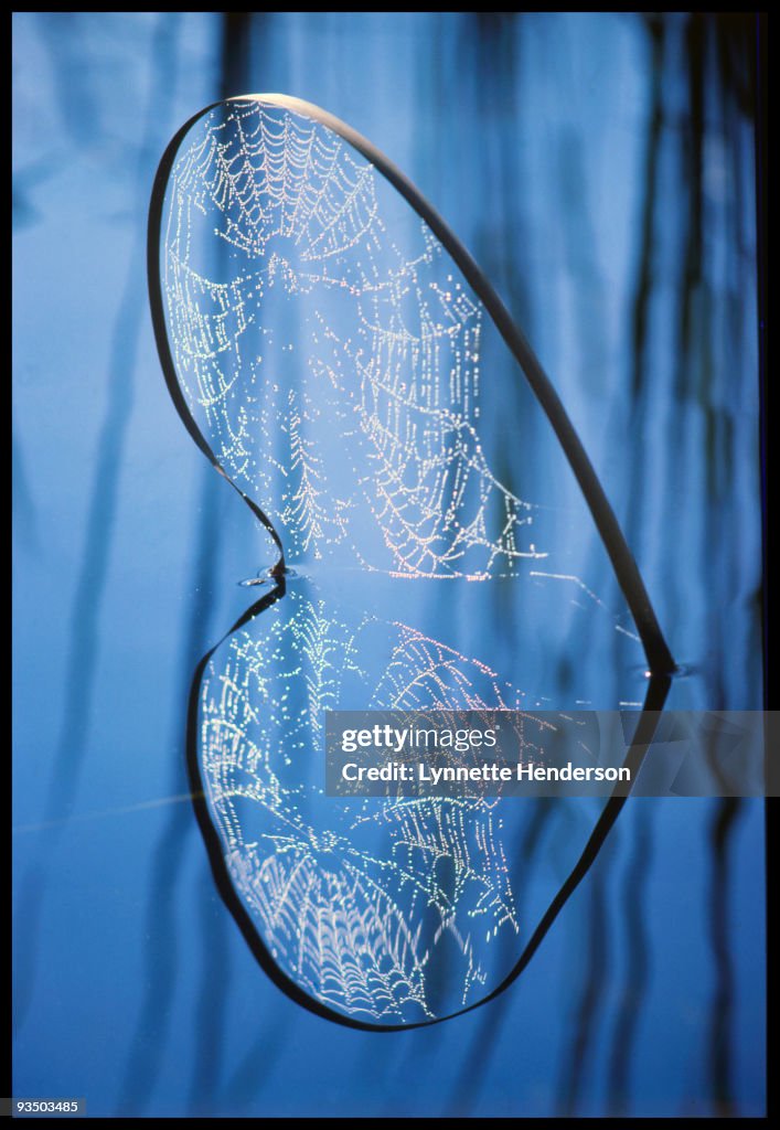 Heart Webs, Loxahatchee FL 1972