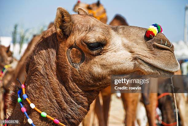 camel for sale - roevin fotografías e imágenes de stock