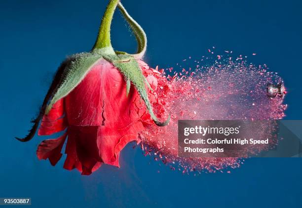 brittle rose - liquid nitrogen stockfoto's en -beelden