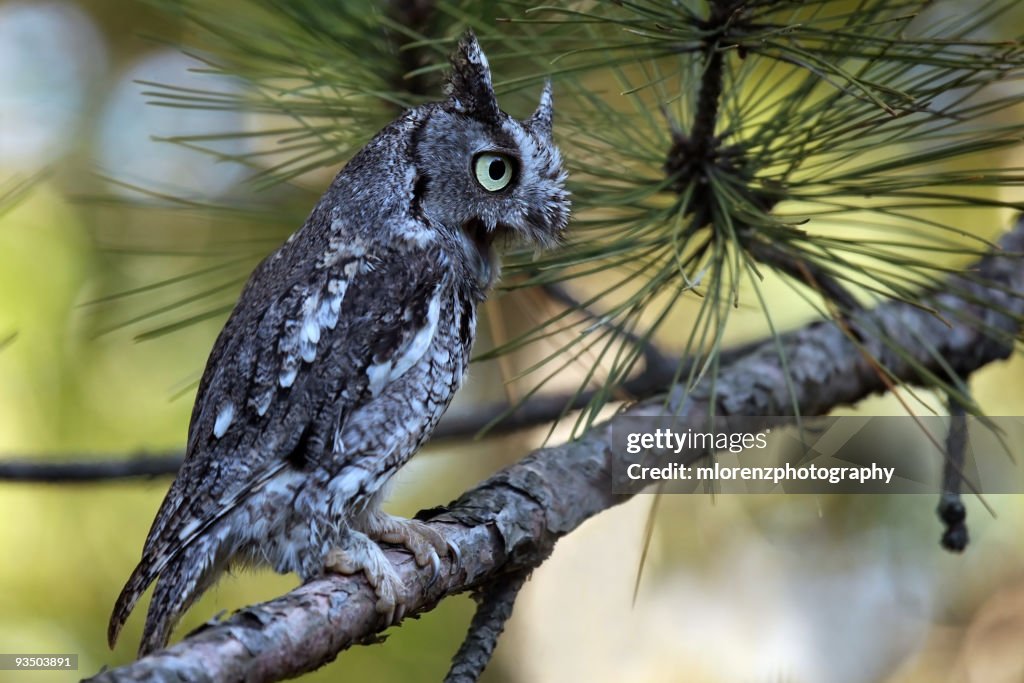 Eastern Screech Owl Screeching