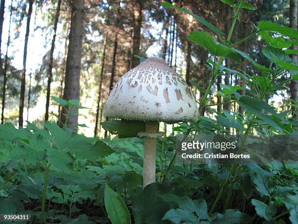 mushroom - bortes stock pictures, royalty-free photos & images