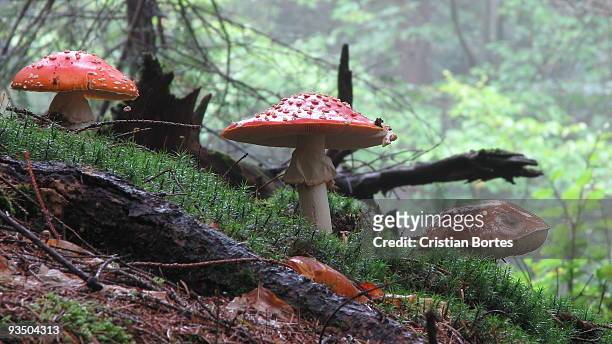 mushrooms in the forest - bortes bildbanksfoton och bilder