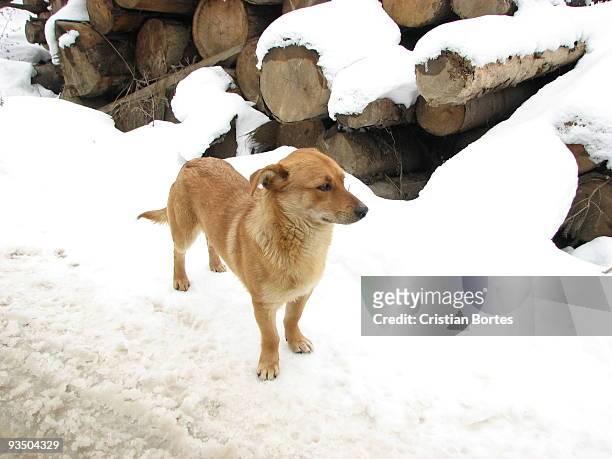 dog in the snow - bortes stock pictures, royalty-free photos & images