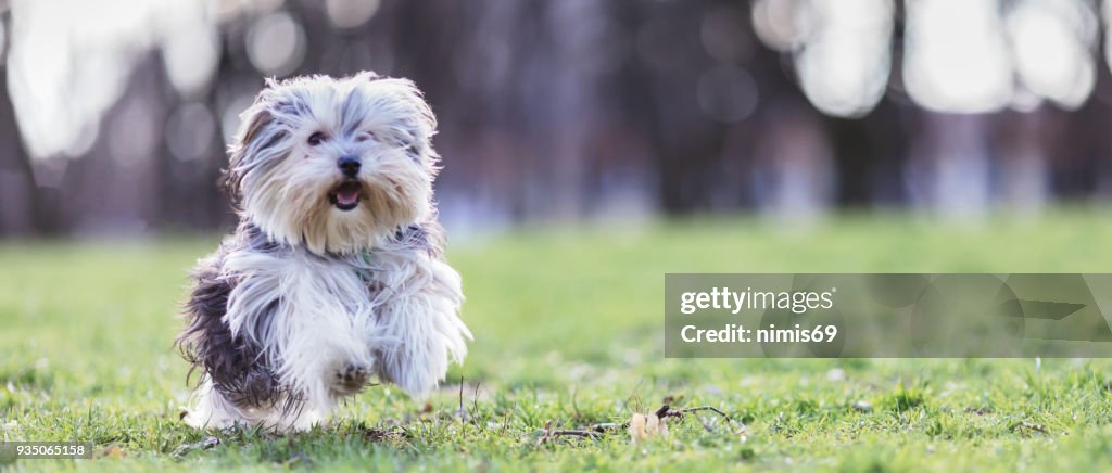 Morkie Dog Maltese Yorkie Mix High-Res Stock Photo Getty Images