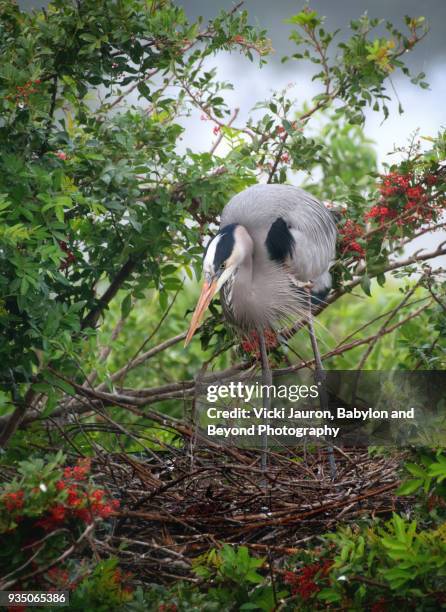 great blue heron building nest at venice rookery - rookery building stock pictures, royalty-free photos & images