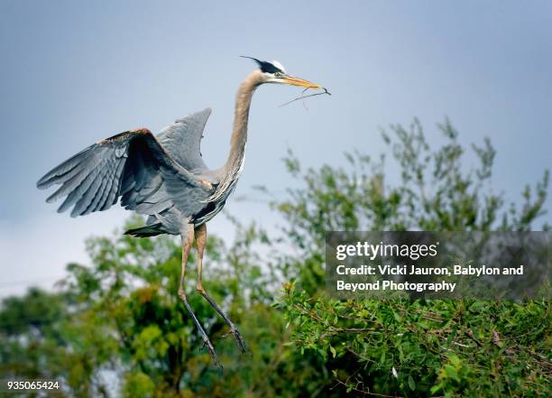 great blue heron flying in with nesting material at venice rookery - rookery building stock pictures, royalty-free photos & images