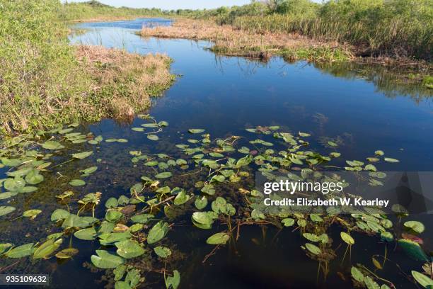 esmeralda marsh - leesburg stock pictures, royalty-free photos & images