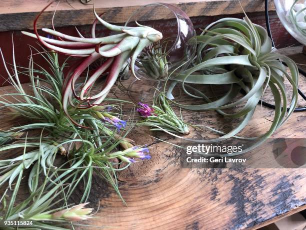 air plants - air plant stock pictures, royalty-free photos & images