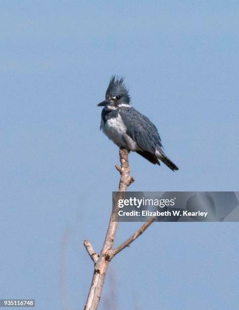 belted kingfisher perched on branch - belted kingfisher stock pictures, royalty-free photos & images