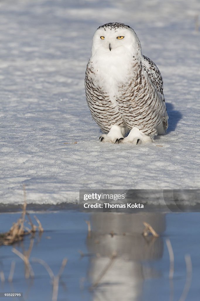 Snowy Owl (Nyctea scandiaca) reflection