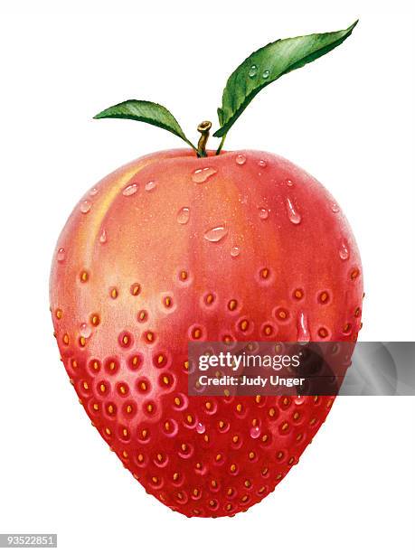 ilustrações, clipart, desenhos animados e ícones de peach-strawberry hybrid - plant stem