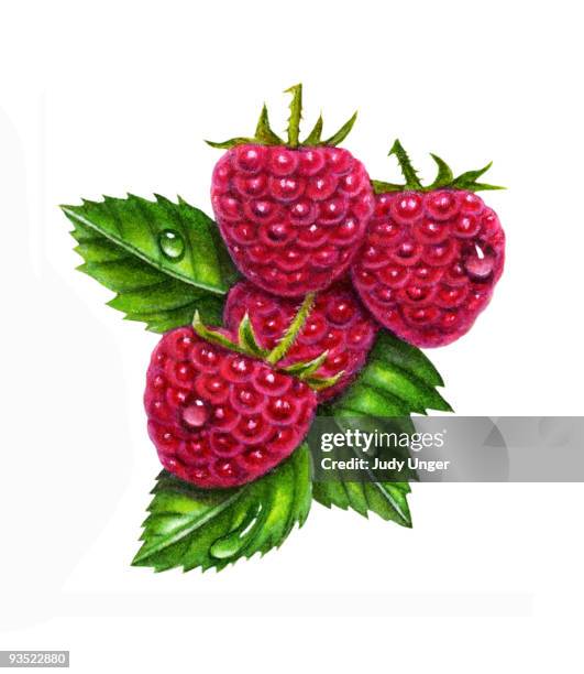 raspberries hanging on branch - raspberry stock illustrations