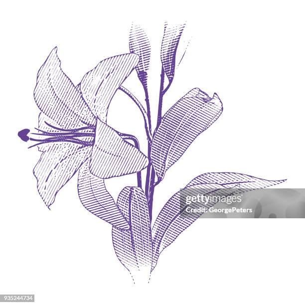 engraving of a single white lily - easter lily stock illustrations