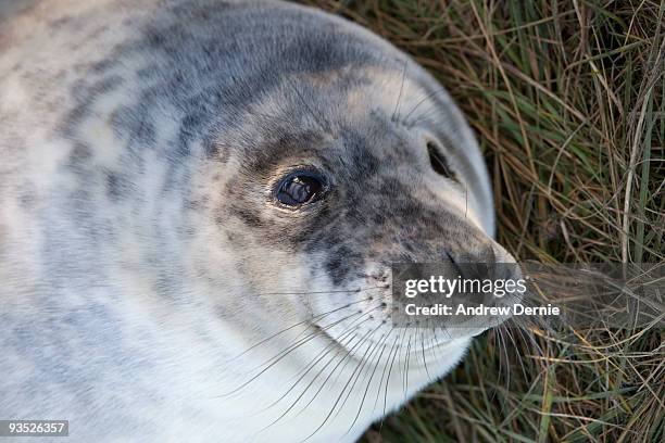 grey seal pup - andrew dernie stock-fotos und bilder