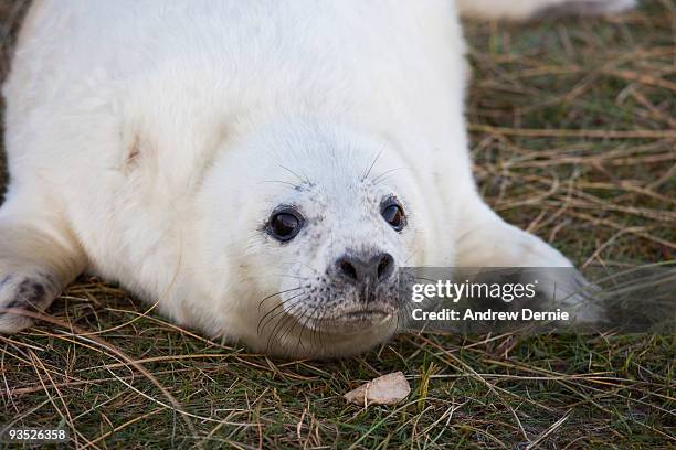 grey seal pup - andrew dernie stock-fotos und bilder