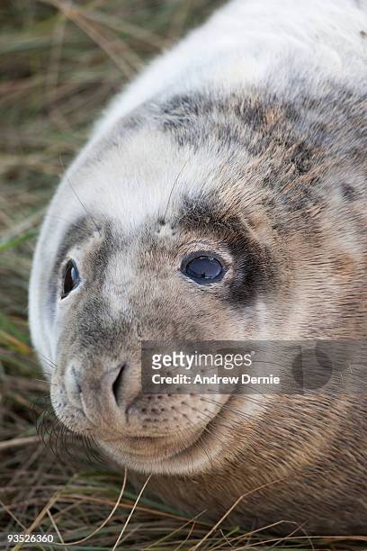 grey seal pup - andrew dernie stock-fotos und bilder