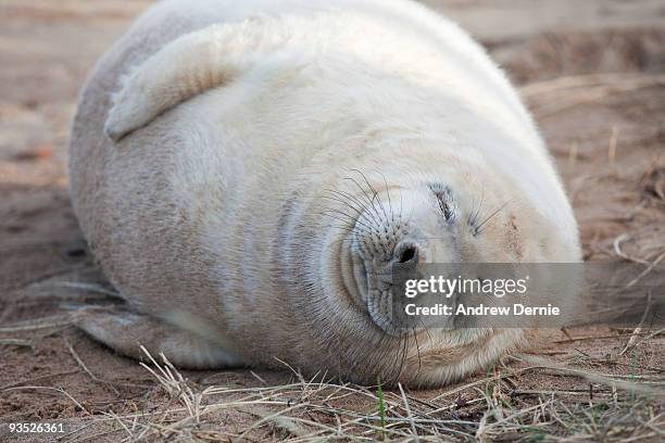 grey seal pup - andrew dernie - fotografias e filmes do acervo