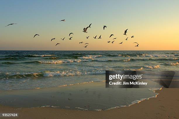 gulls in flight - st george island state park stock pictures, royalty-free photos & images