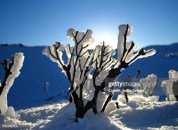 branches covered in ice - ben lomond stock-fotos und bilder
