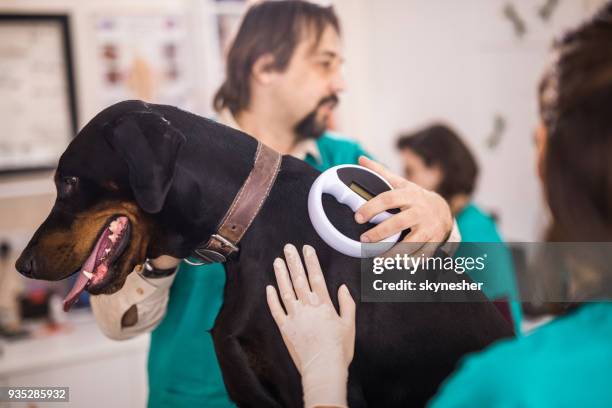 veterinarians scanning doberman's chip at animal hospital. - barcode scanner hospital stock pictures, royalty-free photos & images
