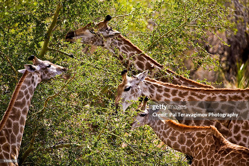 4 grazing giraffes