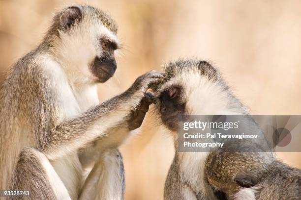 vervet monkey family - vervet monkey stock-fotos und bilder