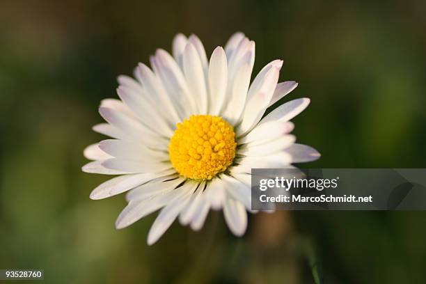 daisy / gänseblümchen - gänseblümchen stock pictures, royalty-free photos & images