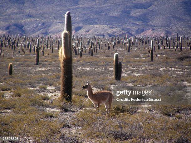 p.n. los cardones and guanacos - salta argentina stock pictures, royalty-free photos & images