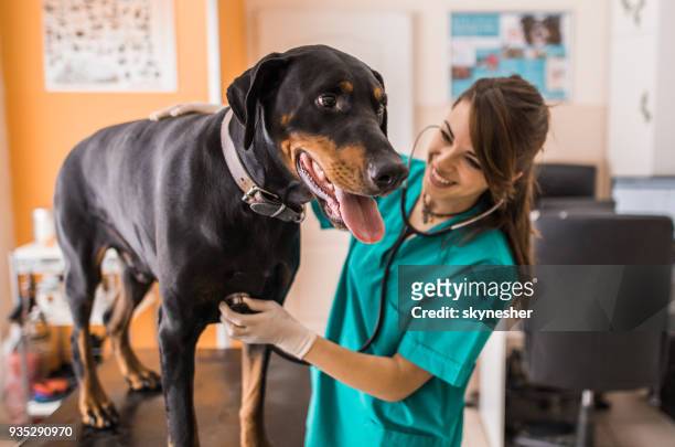 purebred dog having a medical exam at veterinarian's office. - white doberman pinscher stock pictures, royalty-free photos & images