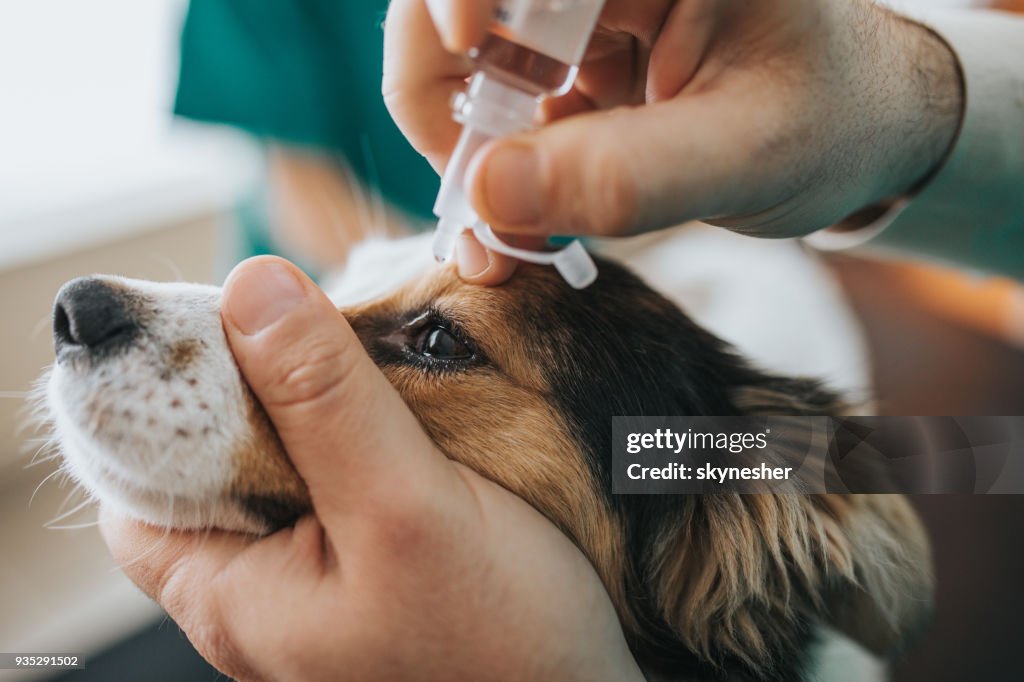 Nahaufnahme von unkenntlich Tierarzt setzen medizinische Tropfen ins Auge des Hundes.