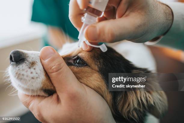 nahaufnahme von unkenntlich tierarzt setzen medizinische tropfen ins auge des hundes. - animal close up stock-fotos und bilder