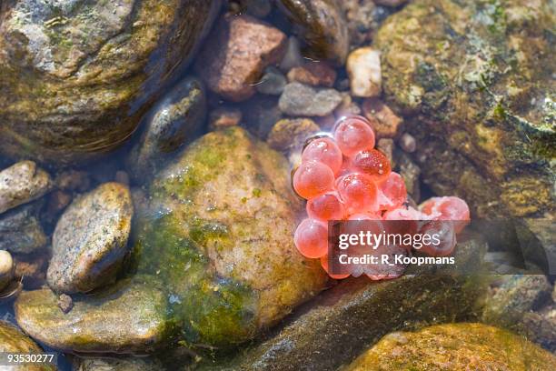 salmão vermelho ovos no rio gravilha - desovar imagens e fotografias de stock