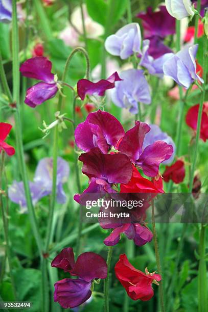 nahaufnahme von mehrfarbigen blühenden sweet erbsen - sweet peas stock-fotos und bilder