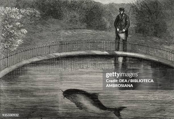 The porpoise in the Zoological Society's Garden, Regent's Park, London, United Kingdom, illustration from the magazine The Illustrated London News,...