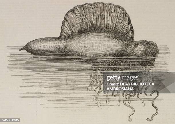 Portuguese man o' war , illustration from the magazine The Illustrated London News, volume LIV, March 27, 1869.