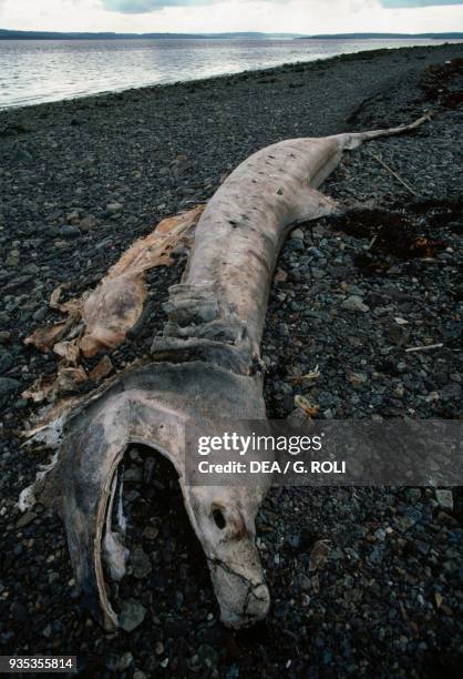 Remains of a basking shark on a beach, Norway.